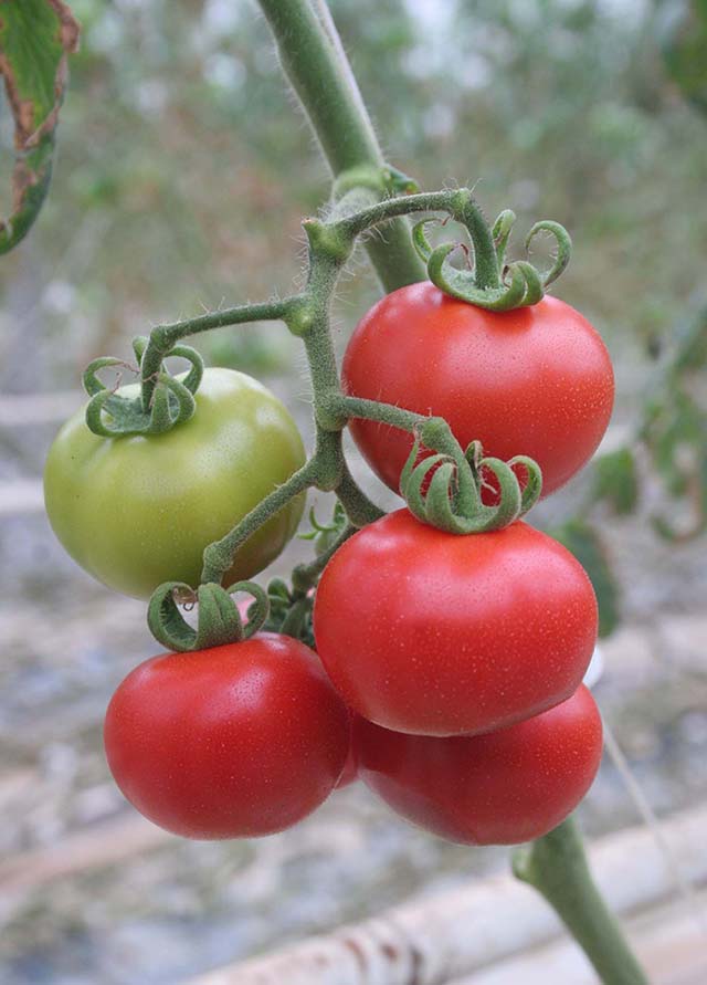 Expectativa é de que alguns alimentos, como o tomate, tenham maior oferta | Crédito: Alisson J. Silva