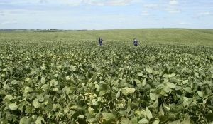 Agrônomos checam área plantada com soja em Cruz Alta (RS)