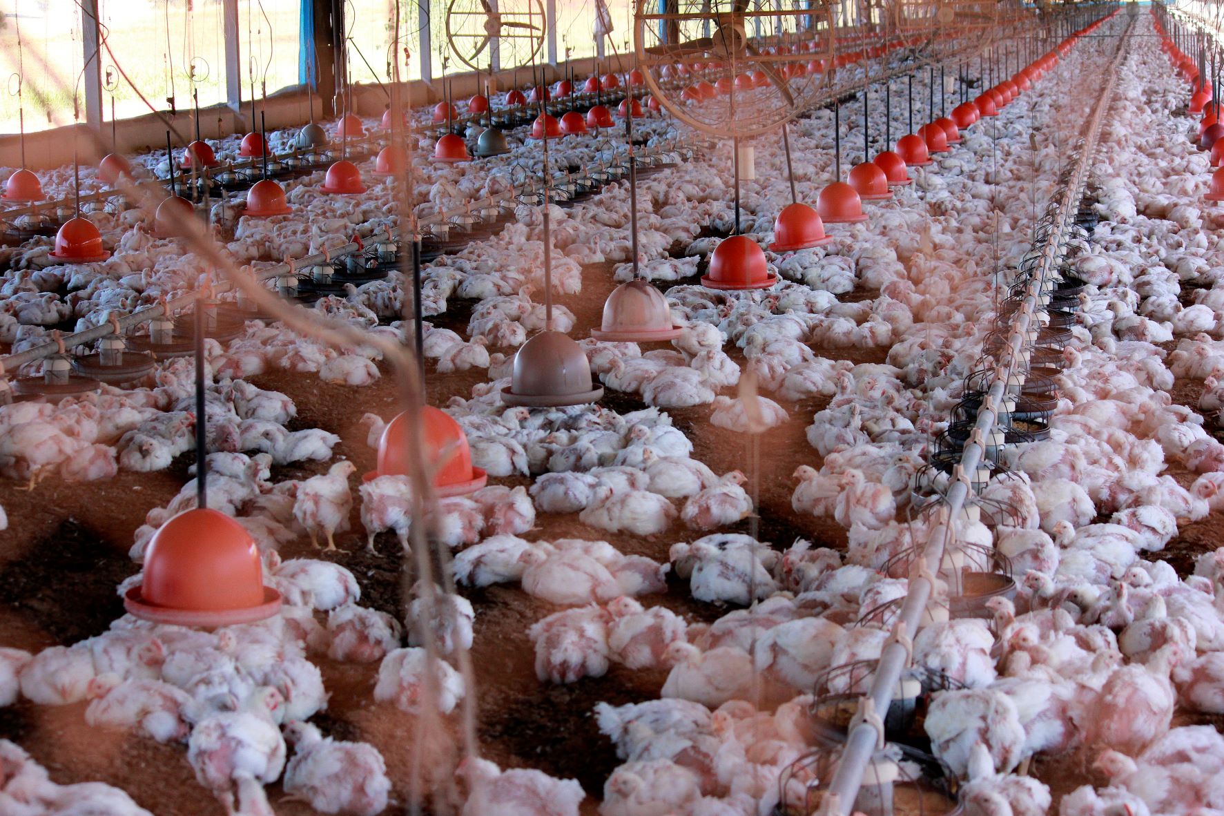 Grandes nomes do agronegócio estarão no Avicultor 2022; participe