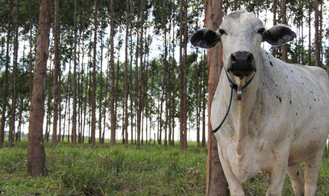 Seminário apresenta tecnologias sustentáveis para aplicação no campo