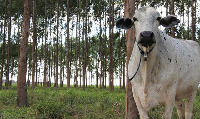 Plano Setorial de Adaptação e Baixa Emissão de Carbono na Agropecuária será um dos destaques de live | Crédito: Gabriel Faria/Embrapa 
