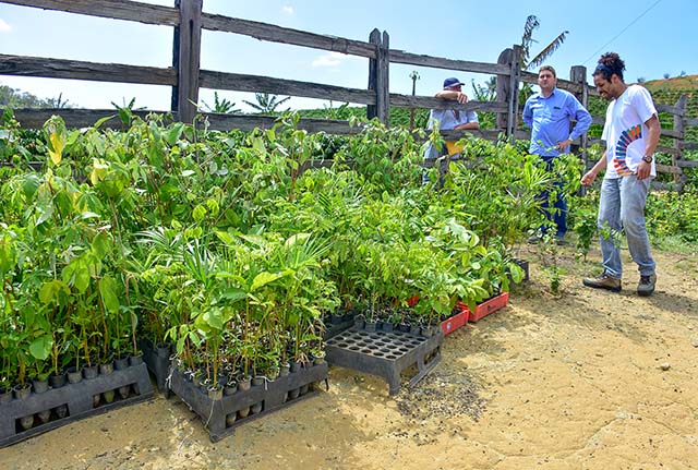 Fundação Renova vai restaurar 16 mil hectares de áreas florestais