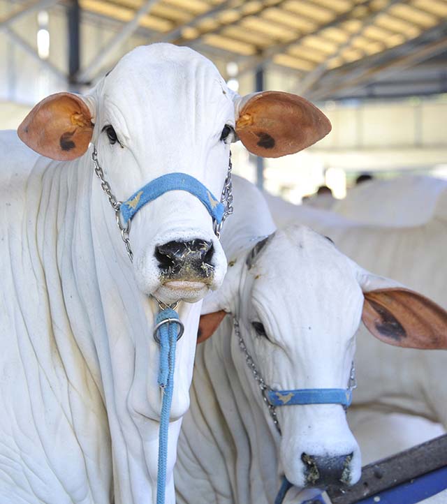 Preço médio dos animais comercializados desde a última semana foi de R$ 70,26 mil | Crédito:  Expozebu / Divulgação