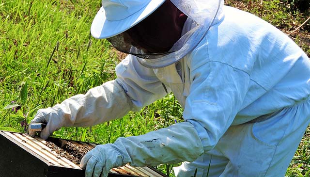 PL desonera a produção de própolis