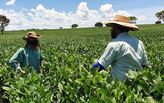 Clima e preços favorecem produção em Minas