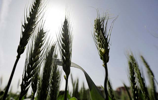 Em 2020, Argentina aprovou o trigo HB4, tolerante à seca e resistente a herbicida, mas venda ficou condicionada a um aval do Brasil | Crédito: Mohamed Abd El Ghany/Reuters
