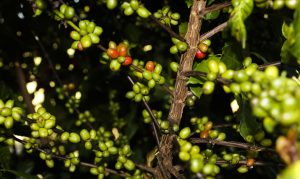 Plantação de Café