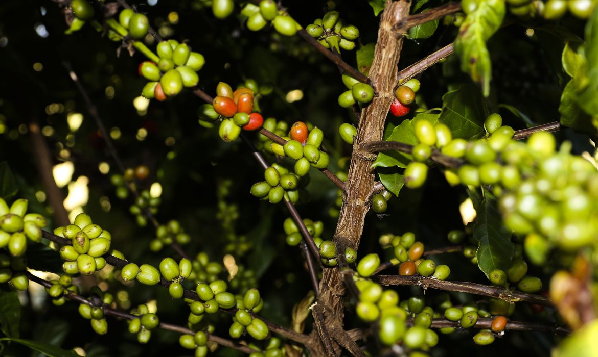 Procafé indica que grãos verdes foram pegos por geadas em algumas áreas do Brasil