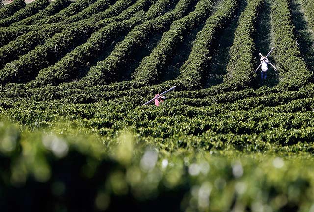 Valor Bruto da Produção do café em Minas promete ser quase 58% maior nesta temporada