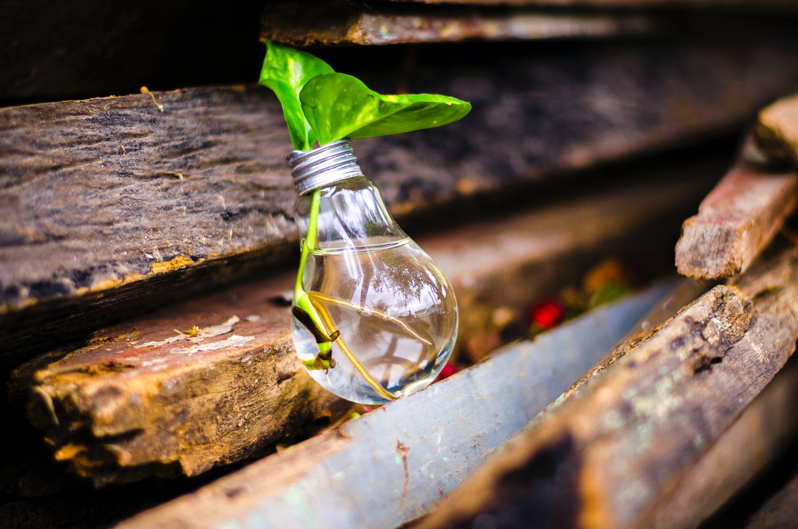 Inovação e tecnologia a favor da sustentabilidade
