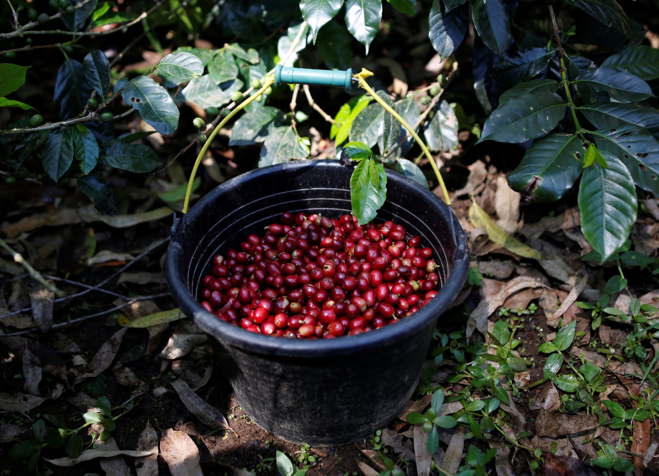 Perspectiva de safra maior de café arábica em 2023/24 deve derrubar cotações ainda este ano