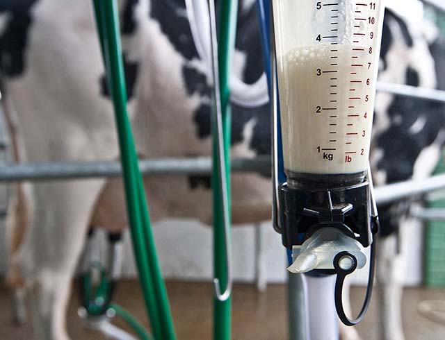 Preço pago pelo litro de leite avança 4,47%