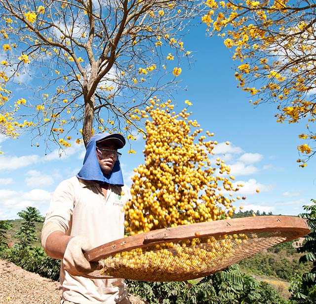 Volume recua, mas exportações de café do País têm receita recorde