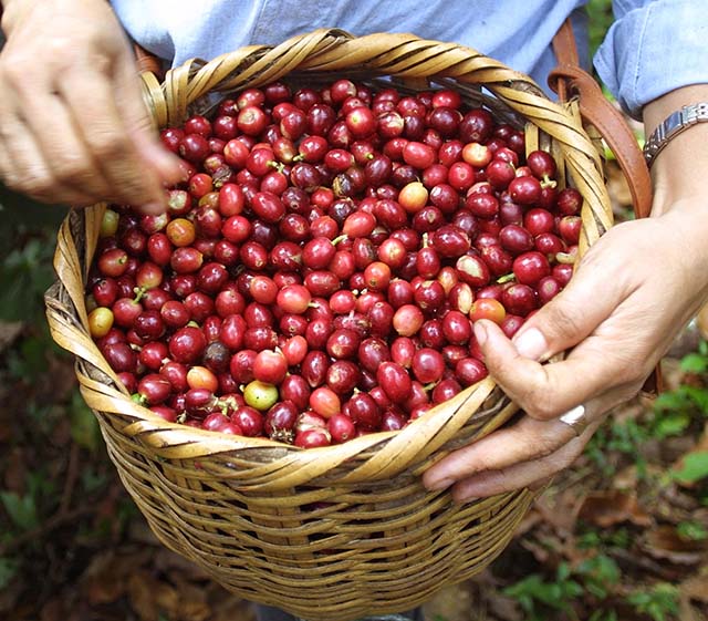 Cafeicultura mais uma vez liderou os embarques estaduais, seguida pelo complexo soja e o grupo das carnes 
 | Crédito: Adam Bernstein/Reuters