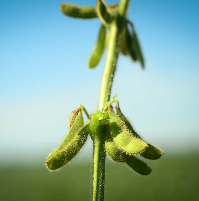 Setor comemora aprovação favorável a políticas agrícolas | Crédito: Alltech / Divulgação