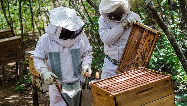 Foram produzidas 7.155 toneladas de produtos apícolas em Minas, entre mel e própolis, no ano passado | Crédito: Divulgação
