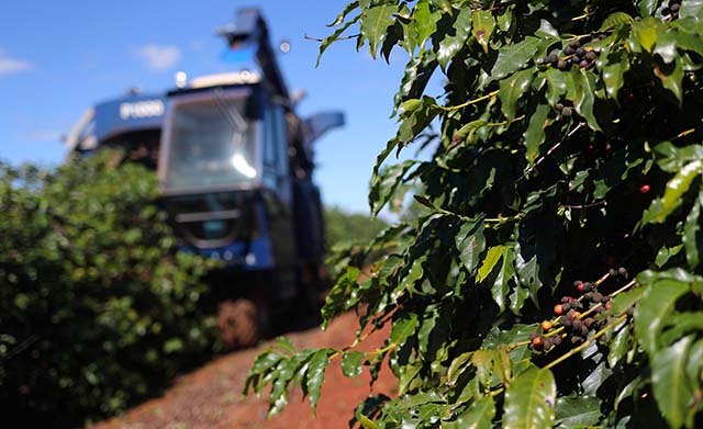 Faturamento total do café no Estado pode encerrar 2022 com aumento de 38,34% frente a 2021, alcançando R$ 33,6 bilhões
 | Crédito: Amanda Perobelli/Reuters