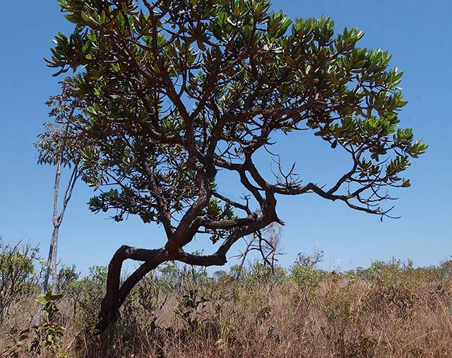 Mudanças no regime de chuvas e no aumento da temperatura, observadas hoje, tendem a se agravar e trazer prejuízos aos biomas, como o Cerrado | Crédito: Divulgação