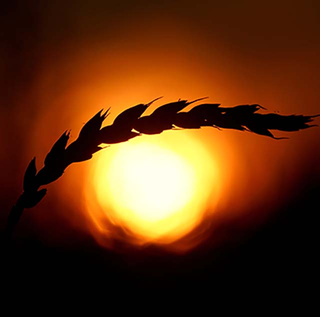 Saiba o que é destaque nos ‘Curtas’ do agro!