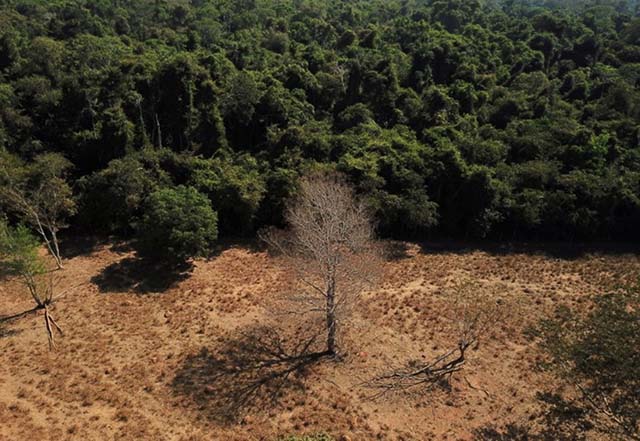 Desmatamento recorde na Amazônia