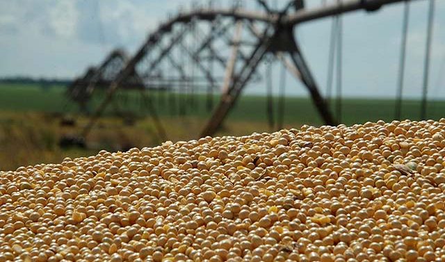 Foco de caruru palmeri é detectado em lavoura de soja