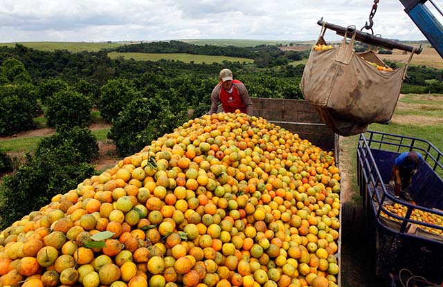 Produção de suco de laranja no cinturão São Paulo/Triângulo está projetada em 1,028 mi de toneladas | Crédito: Paulo Whitaker/Reuters
