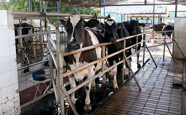 Os custos de produção de leite caíram 1,2% no acumulado do ano, o que pode estimular a oferta | Crédito: Alisson J. Silva/Arquivo DC