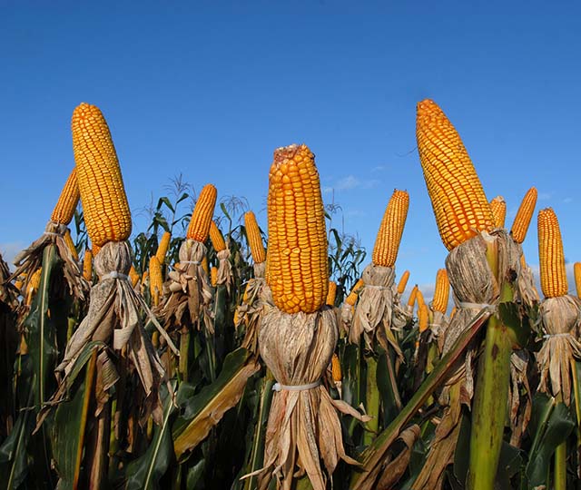 A histórica agroeconomia do milho