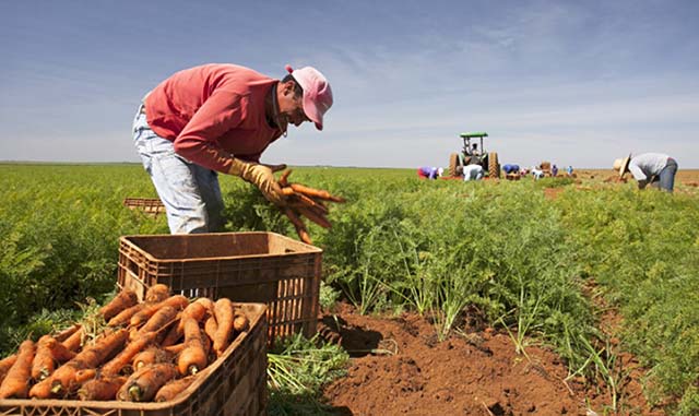 A Identificação de Procedência vai beneficiar em torno de 400 produtores presentes na região | Crédito: Divulgação