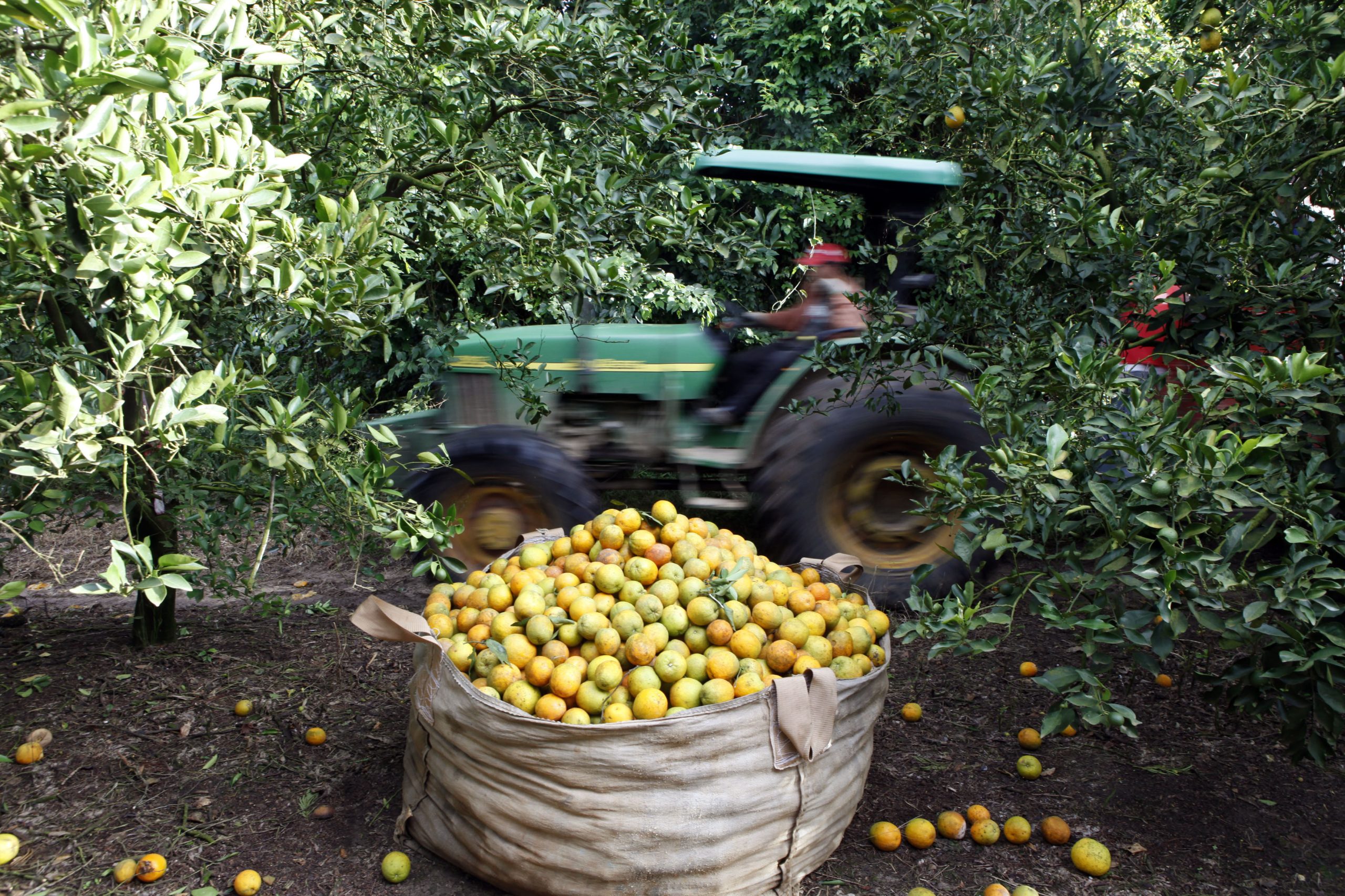 Fundecitrus reduz em 0,9% previsão de safra 22/23 de laranja de SP e MG