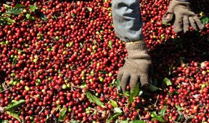 Trabalhador seleciona café arábica pós-colheita em Alfenas (MG)