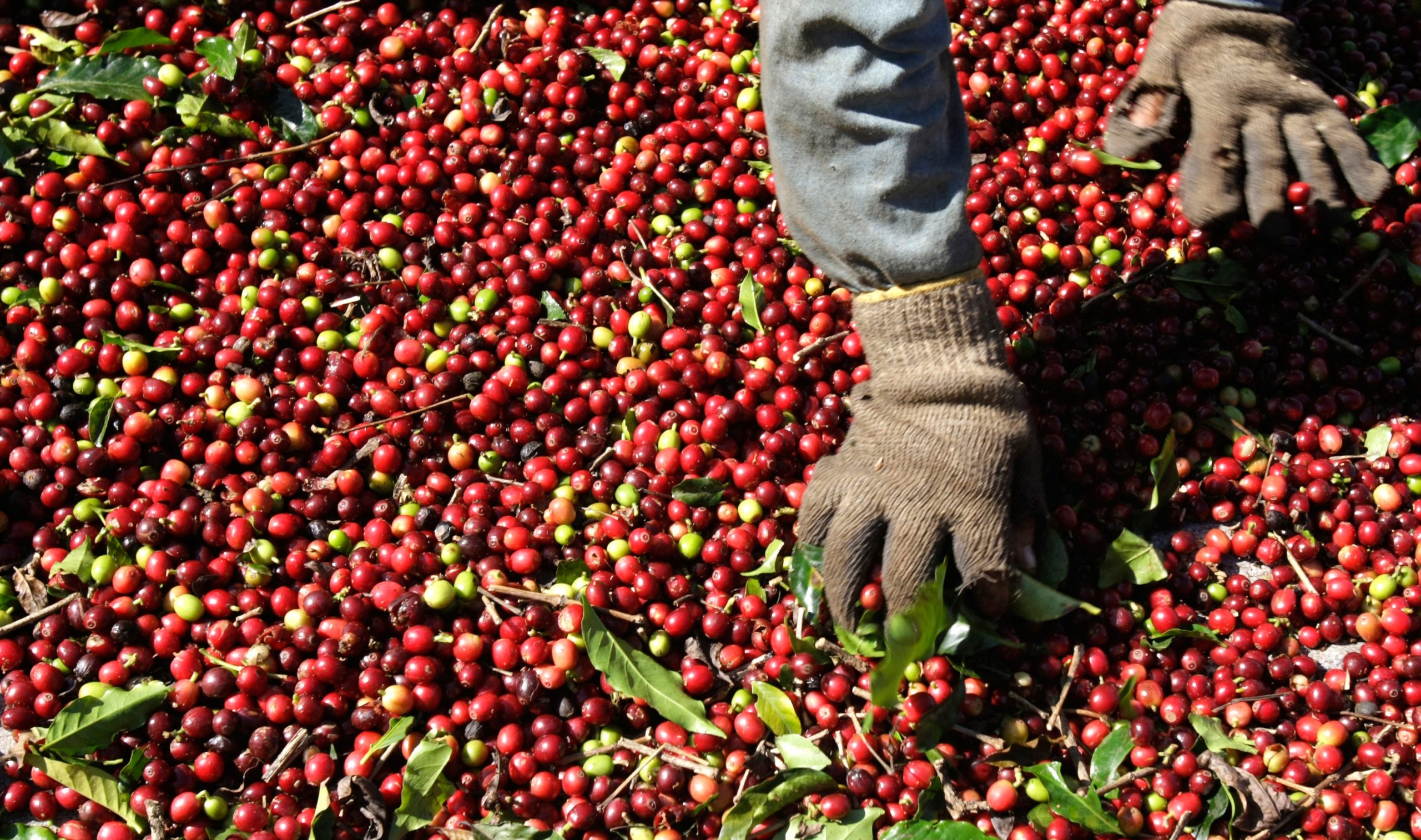 Cenários da cafeicultura nacional