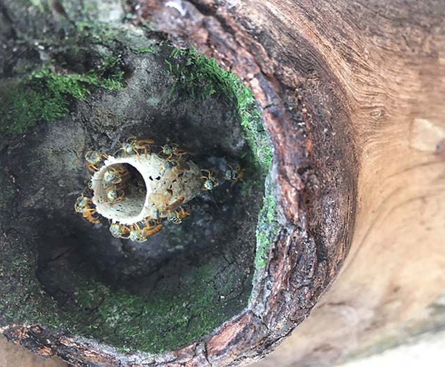 IDEIAS | Dia Nacional das Abelhas e a preservação em Brumadinho