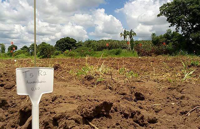 A cultura de amendoim ainda é pequena, mas tem grande potencial de expansão em Minas | Foto: Alexandre Cortez/ Agropolos CE