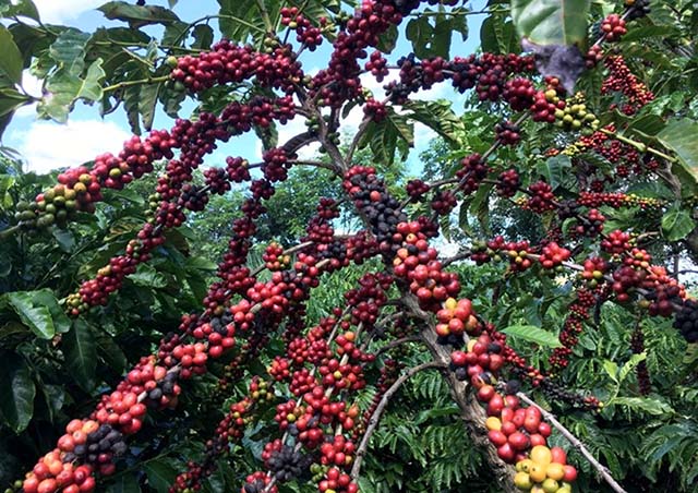 A qualidade do café da Chapada de Minas terá a chancela da identificação de origem | Crédito: REUTERS/Jose Roberto Gomes