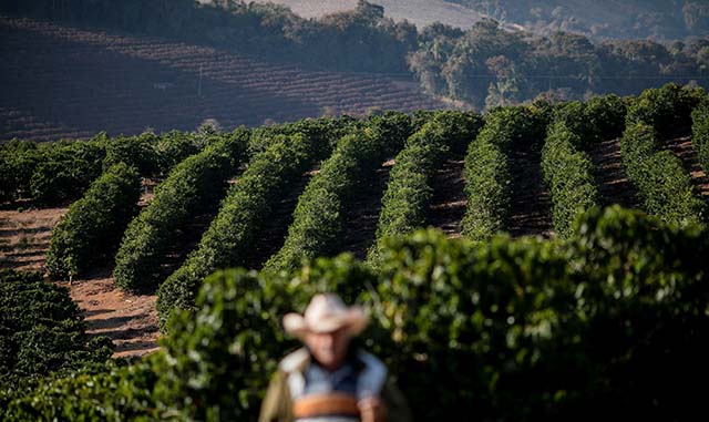 Estado irá colher na atual temporada um total de 22,03 milhões de sacas de 60 quilos de café | Crédito: Roosevelt Cassio/Reuters