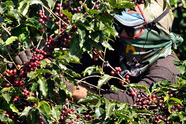 Segundo o Cepea, 95% do total de grãos arábica da temporada atual já foram colhidos | Crédito: Paulo Whitaker/Reuters
