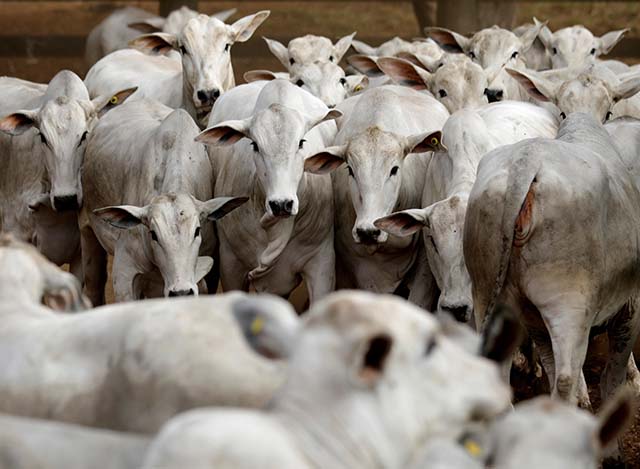 Projeto quer ampliar controle sobre as importações de carne bovina, o que pode afetar o Brasil | Crédito: Paulo Whitaker/Reuters