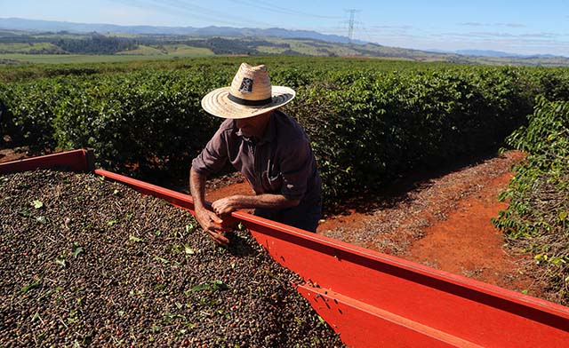 Preço médio pago atualmente pelos cafés do Brasil enviados ao exterior é de US$ 233,58 por saca, segundo o Cecafé | Crédito: Amanda Perobelli / Reuters