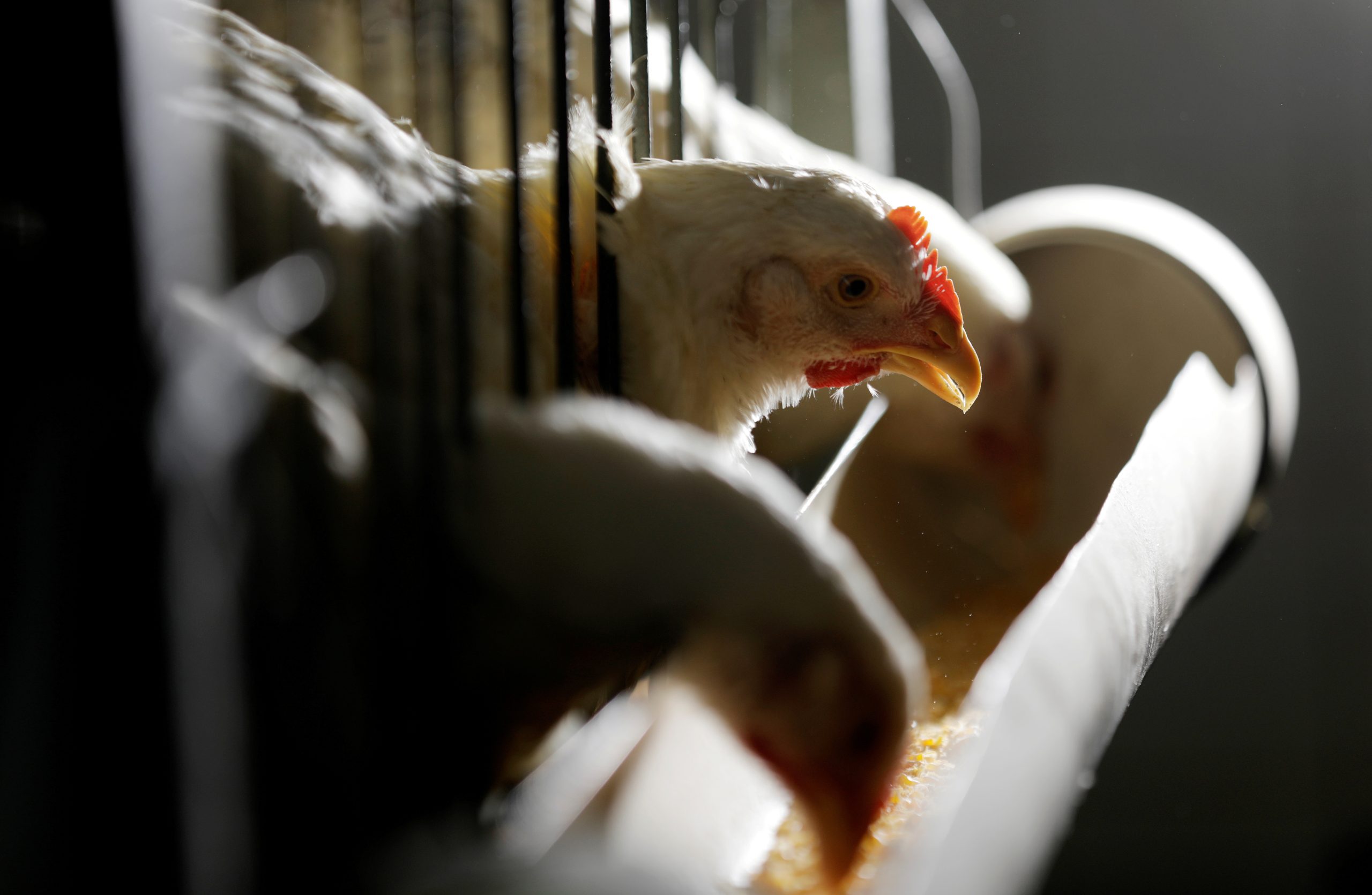 Receita de exportações de frango pelo Brasil cresce 13,6% em setembro, diz ABPA