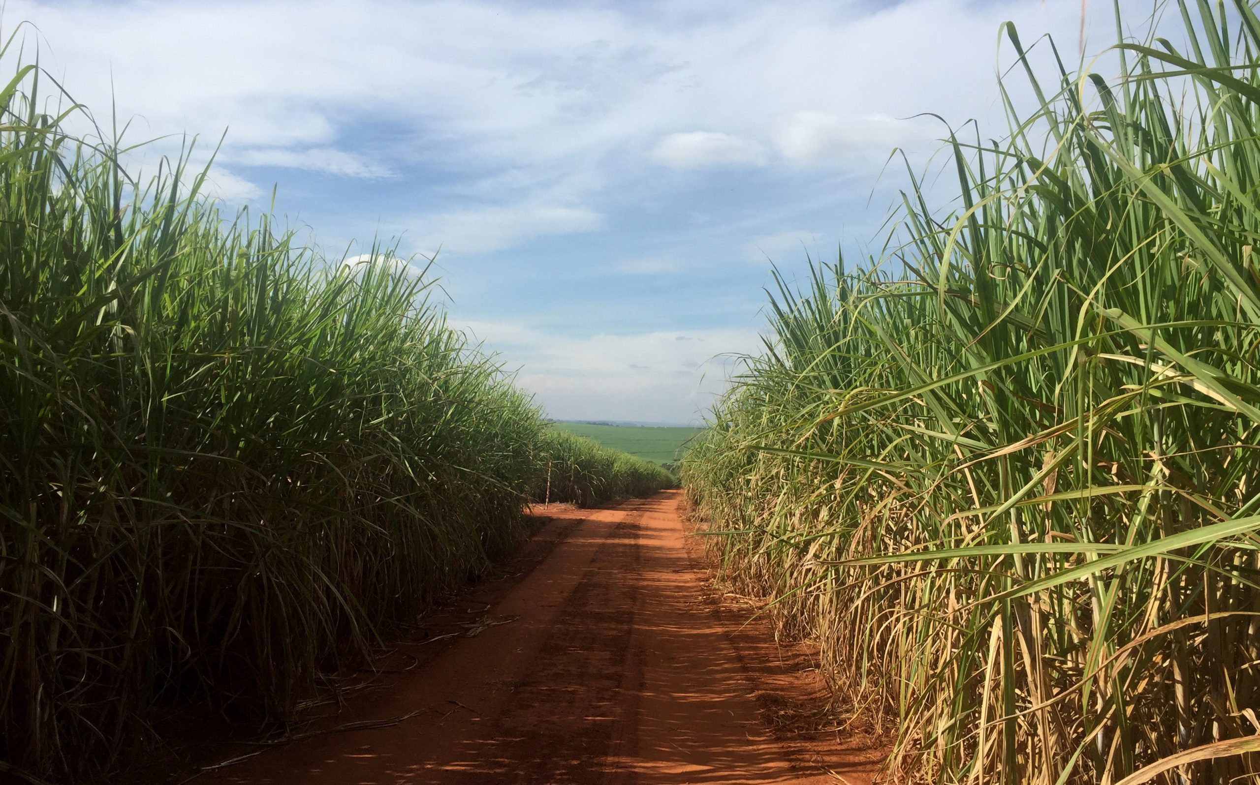 Novo bioinsumo aumenta produtividade das lavouras de cana-de-açúcar em até 20%