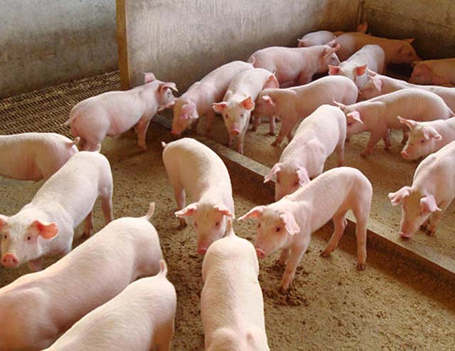 Governo apresenta Plano de Contingência para Peste Suína Africana