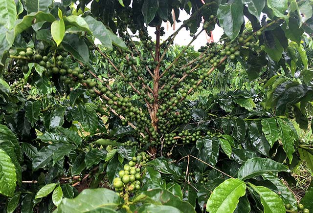 Exportações brasileiras de cafés verdes sobem em setembro puxadas por grãos da nova safra
