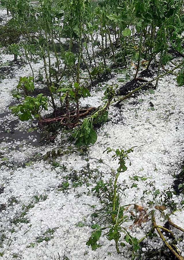Emater orienta produtor atingido pelas chuvas de granizo a buscar ajuda profissional