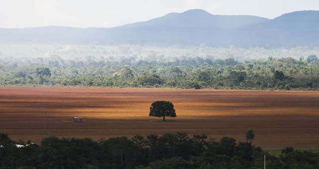 Embrapa mapeou risco em áreas do bioma brasileiro em Minas Gerais, Mato Grosso. Mato Grosso do Sul, além de Goiás | Crédito: Marcelo Camargo/Agência Brasil