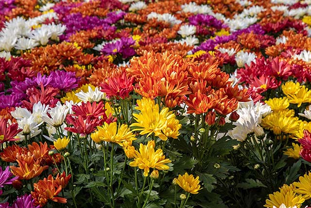 Instituto Brasileiro de Floricultura (Ibraflor) confirma que produtores voltaram ao esquema de produção normal frente a 2021 | Crédito: Divulgação