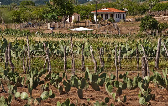 Valor é destinado a agricultores familiares em caso de perda da safra devido à seca ou excesso de chuvas | Foto : Sergio Amaral
