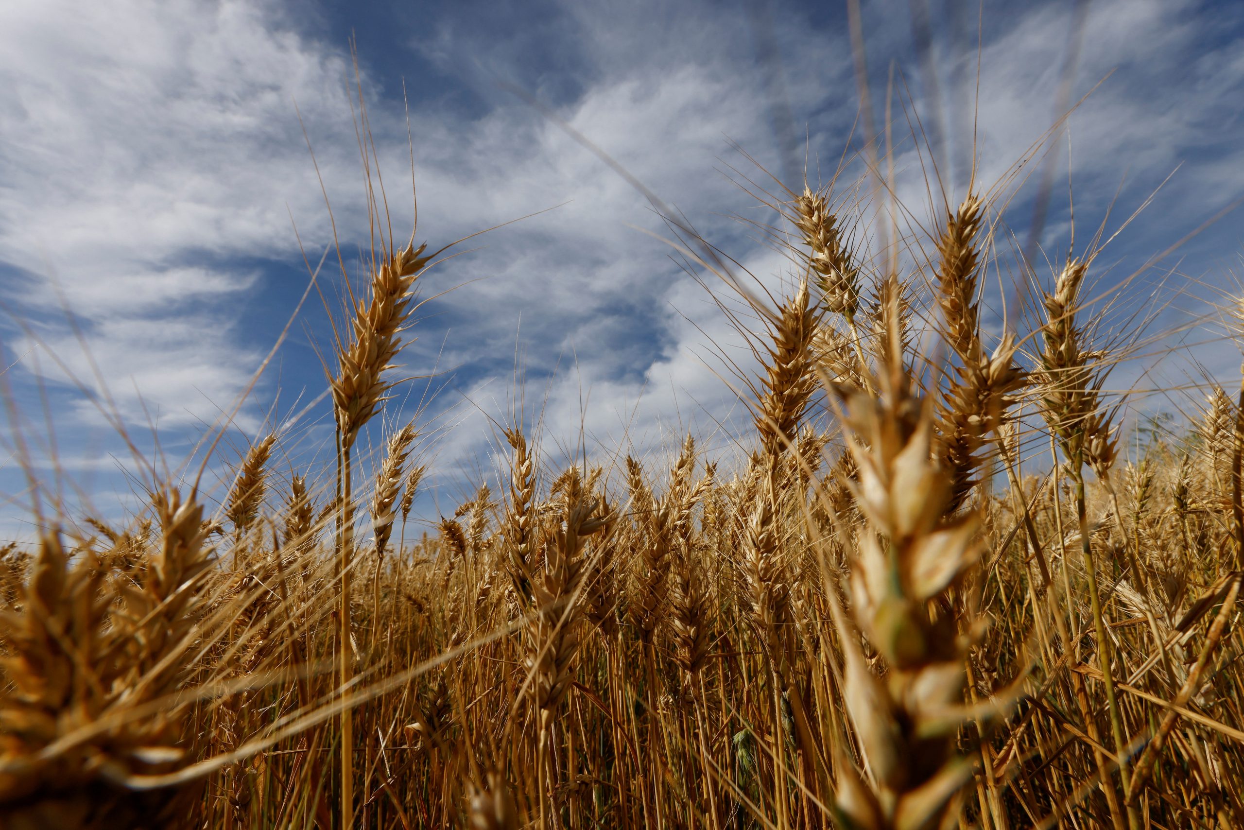Após quebra na Argentina, Brasil buscará mais trigo nos EUA, Canadá e Rússia