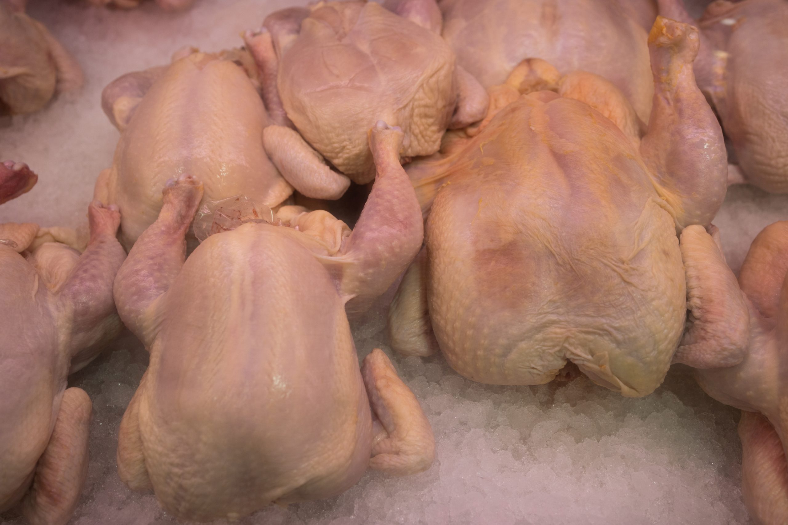 Frigoríficos de aves e suínos podem suspender abate caso protesto continue, diz fonte