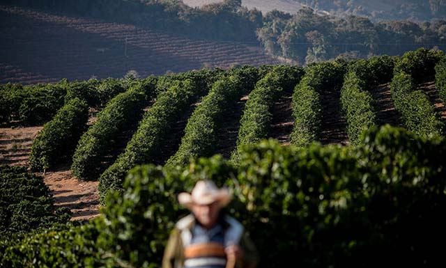 Cerrado Mineiro já exporta café baixo carbono